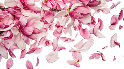 Spring season magnolia flowers petals falling - obrazy, fototapety, plakaty