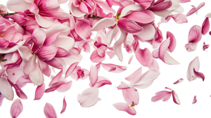 Spring season magnolia flowers petals falling
