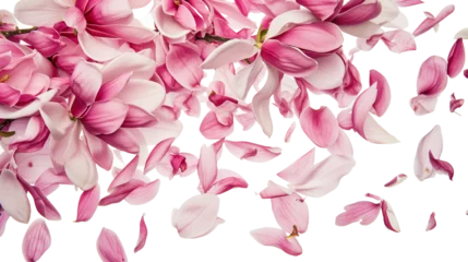 Fototapeten Spring season magnolia flowers petals falling © MDNANNU