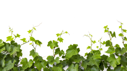 Vine plant climbing creeper border isolated on transparent background