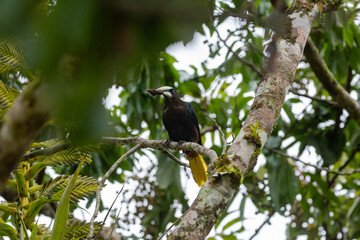 Chestnut-headed Oropendola