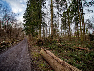 Abfahrbereite Baumstämme neben einem Waldweg