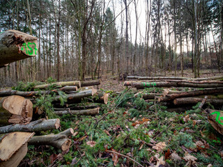 Abfahrbereite Baumstämme neben einem Waldweg