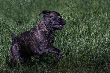 2023-12-31 A LARGE BRINDLE COATED CANE CORSO PLAYING AND JUMPING INA LUSH GREEN FIELD AT THE OFF LEASH DOG PARK IN MARYMOOR PARK IN REDMOND WASHINGTON