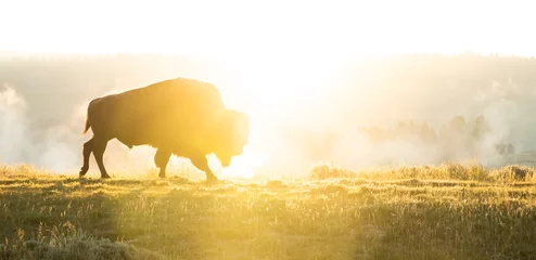 Photo sur Plexiglas Bison Stepping Into The Sunrise
