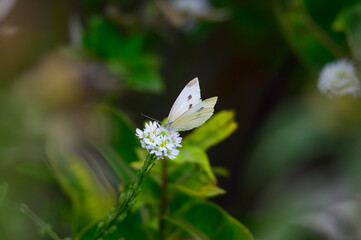 White Sulfur Butterfly on Hoary Alyssum at the Botanic Gardens at Historic Barns , in Traverse City, Michigan.