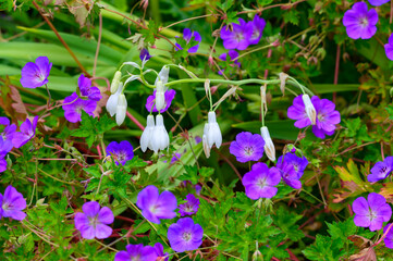 Snowdrop and Bloody Cranesbill Flowers at the Botanic Gardens at Historic Barns Park, in Traverse City, Michigan.