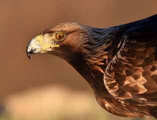 un aguila real en una montaña en españa