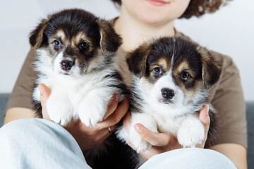 Two adorable fluffy Welsh corgi puppies, they are sitting on hands of unrecognizable woman of their mistress. Pets.