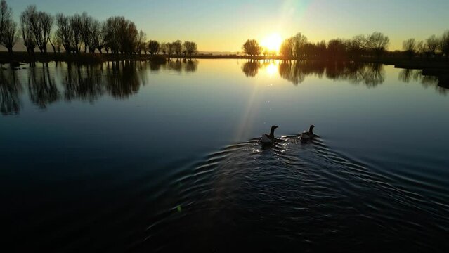 Ducks at the lake during sunset