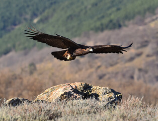 un aguila real en una montaña en españa