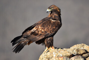 un aguila real en españa