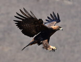 un aguila real en españa