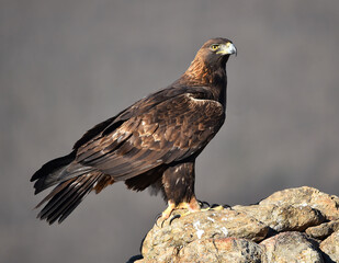 un aguila real en una montaña en españa