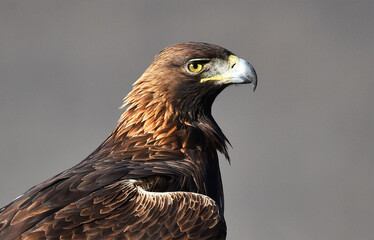 un aguila real en una montaña en españa