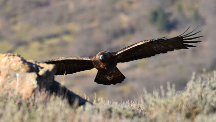 un aguila real en una montaña en españa
