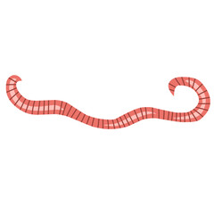 pinworm vector element