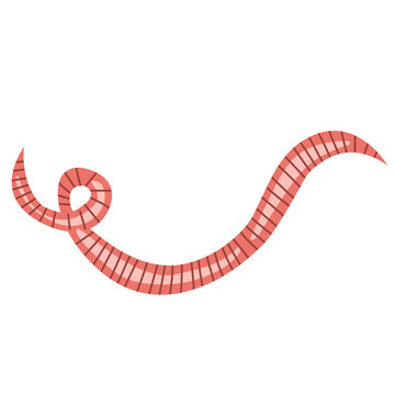 pinworm vector element