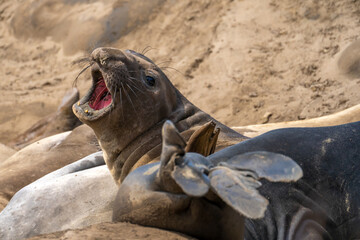 Elephant seal on the beach. Wildlife photography.
