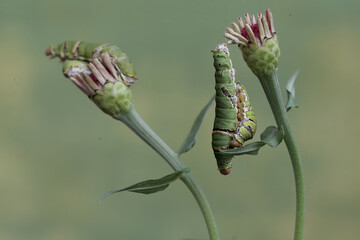 A number of great mormon butterfly caterpillars are feeding on wild plant flowers. This insect has...