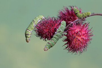 A number of great mormon butterfly caterpillars are looking for food in a collection of rambutan...