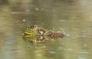 Adult male American Bullfrog (Rana catesbeiana / Lithobates catesbeianus) floating in an irrigation pond in the New Mexico desert. 