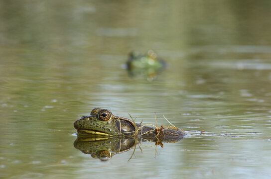 Adult male American Bullfrog (Rana catesbeiana / Lithobates catesbeianus) in the foreground, with another male frog floating behind it in the background. 