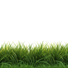 Fototapeta premium green grass isolated on white