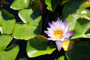 Beautiful lotus flowers in the pond