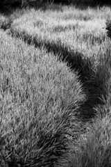 Gray Scale of Trail and Grasses Lit in the Morning Light