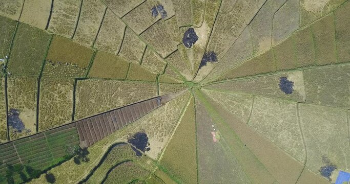 Aerial view of the Spider Rice Fields during harvest season near Ruteng, East Nusa Tenggara, Indonesia. 