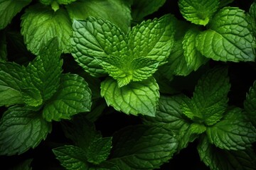 New mint leaves, green and fresh.