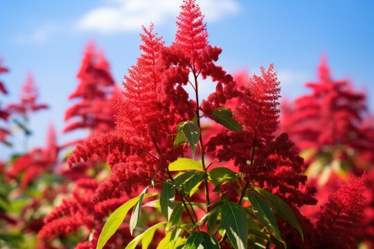 The red flower of the Rhus typhina an ornamental sumac tree