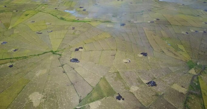 Aerial view of the Spider Rice Fields during harvest season near Ruteng, East Nusa Tenggara, Indonesia. 