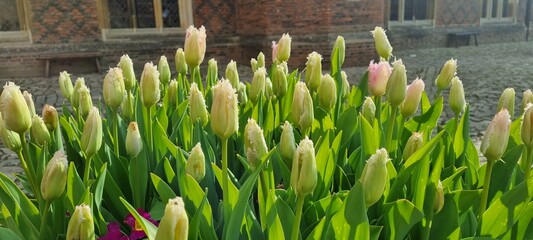 white tulips blooming