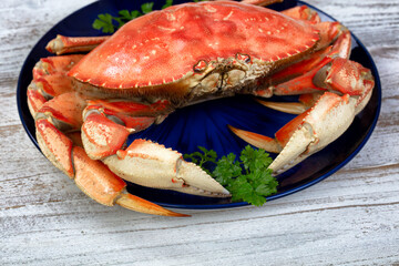 Close up front view of a single cooked large Dungeness crab and dark blue plate