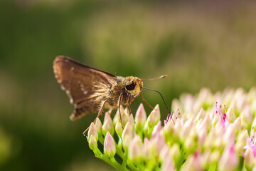 Rice skipper butterfly, A butterfly is on the flower