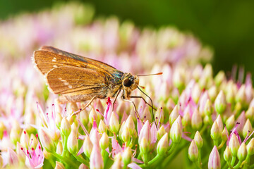 Rice skipper butterfly, A butterfly is on the flower