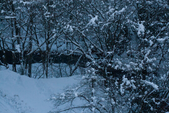 snow covered trees