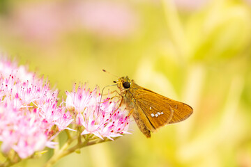 Rice skipper butterfly, A butterfly is on the flower