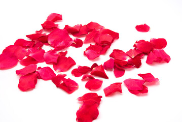 Red rosese petal on white background.Close up