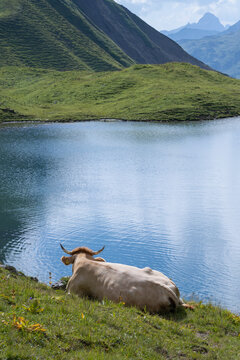Entspannte Kuh am Rappensee in den  Allg&auml;uer Alpen