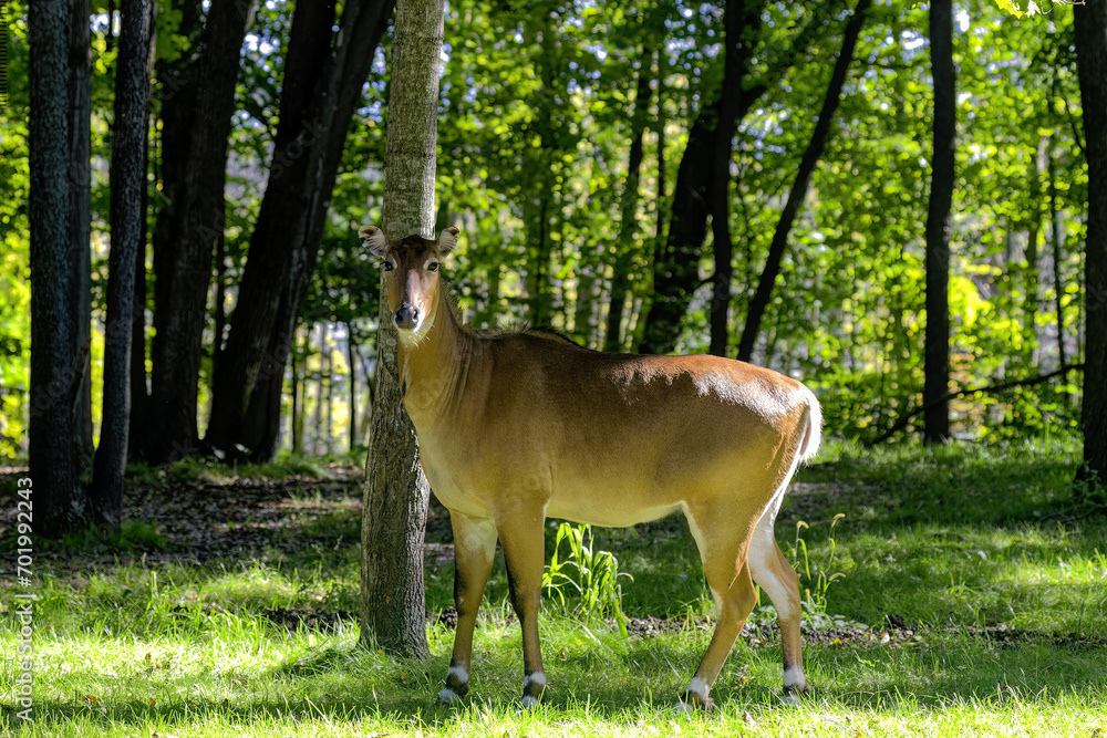 Canvas Prints nilgai - blue bull (boselaphus tragocamelus), one of the large antelope and the largest of asian ant