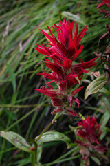 Indian Paintbrush Flower
