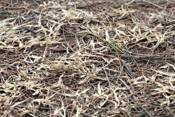 Dry grass texture. Closeup of dried grass in the ground.