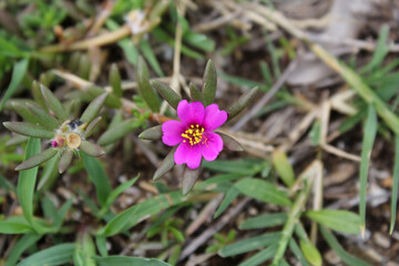 Flower on a Pink Purslane (Portulaca pilosa) plant at a beach