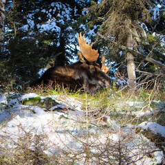 Bedded Moose