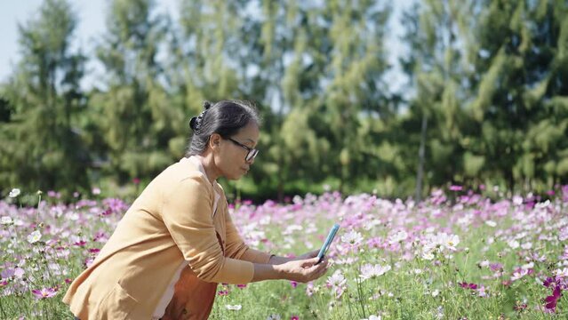 Blogger Asian Senior woman taking photo with smart phone at Cosmos field