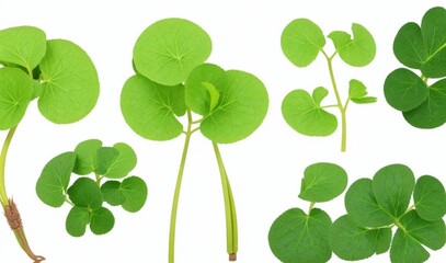 Set of flying leaves Centella asiatica known as gotu kola on white background from AI Generative