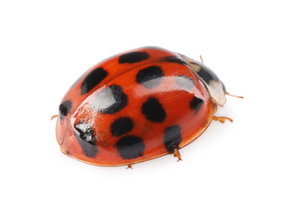 One beautiful red ladybug isolated on white